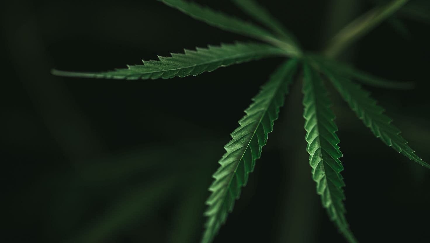 Medicinal Cannabis
